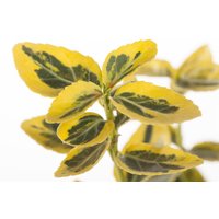 Kategorie <b>Bodendecker </b> - Euonymus fortunei 'Emerald'n Gold' ca. 9x9 cm Topf (Wuchs jahreszeitlich)