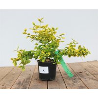 Kategorie <b>Bodendecker </b> - Euonymus fortunei 'Emerald'n Gold' 15-20 cm