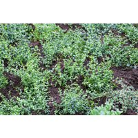 Kategorie <b>Bodendecker </b> - Euonymus fortunei 'Minimus' 15-20 cm