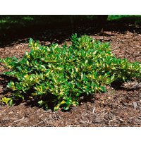 Bodendecker - Euonymus fortunei 'Sunspot' ca. 9x9 cm Topf (Wuchs jahreszeitlich)