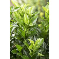 Bodendecker - Euonymus japonicus 'Green Spire' ca. 9x9 cm Topf (Wuchs jahreszeitlich)