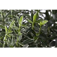 Kategorie <b>Bodendecker </b> - Euonymus japonicus 'Microphyllus Variegata' ca. 9x9 cm Topf (Wuchs jahreszeitlich)