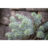 Kategorie <b>Stauden </b> - Euphorbia myrsinites 2 Liter Container (Wuchs jahreszeitlich)
