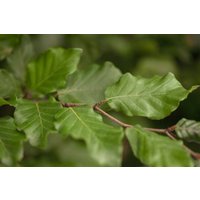 Hecken - Fagus sylvatica 20-30 cm