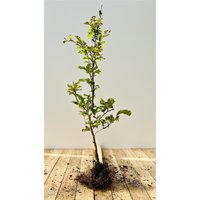 Hecken - Fagus sylvatica 40-60 cm