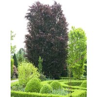 Hecken - Fagus sylvatica 'Purpurea' 20-30 cm