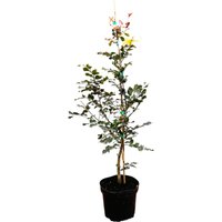 Hecken - Fagus sylvatica 'Purpurea' 60-100 cm