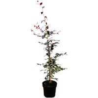 Hecken - Fagus sylvatica 'Purpurea' 100-125 cm
