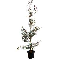 Hecken - Fagus sylvatica 'Purpurea' 125-150 cm