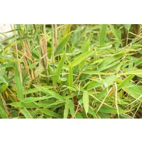 Kategorie <b>Gräser </b> - Fargesia murieliae 'Jumbo' 30-40 cm