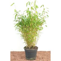 Kategorie <b>Gräser </b> - Fargesia murieliae 'Jumbo' 40-60 cm