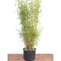 Kategorie <b>Gräser </b> - Fargesia murieliae 'Jumbo' 60-100 cm