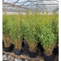 Kategorie <b>Gräser </b> - Fargesia murieliae 'Jumbo' 100-125 cm