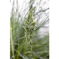 Kategorie <b>Produkt nicht gewünscht </b> - Festuca glauca 2 Liter Container (Wuchs jahreszeitlich)
