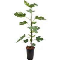 Kategorie <b>Produkt nicht gewünscht </b> - Ficus carica 'Brown Turkey' 40-60 cm