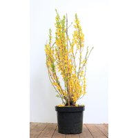 Kategorie <b>Hecken </b> - Forsythia 'Lynwood' 60-80 cm