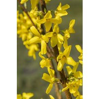 Kategorie <b>Hecken </b> - Forsythia 'Mindor'® 40-60 cm