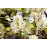 Kategorie <b>Laubbäume </b> - Fothergilla gardenii 30-40 cm