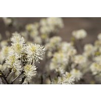 Laubbäume - Fothergilla major 30-40 cm