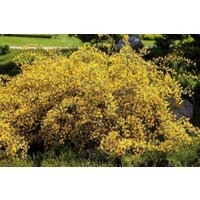 Kategorie <b>Laubbäume </b> - Genista lydia 20-30 cm