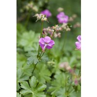 Kategorie <b>Stauden </b> - Geranium cant. Karmina 2 Liter Container (Wuchs jahreszeitlich)