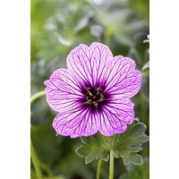 Kategorie <b>Produkt nicht gewünscht </b> - Geranium cinereum 'Ballerina' 2 Liter Container (Wuchs jahreszeitlich)