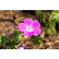 Kategorie <b>Stauden </b> - Geranium sanguineum 'Elsbeth' 2 Liter Container (Wuchs jahreszeitlich)