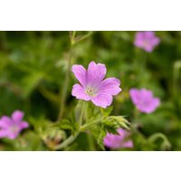 Kategorie <b>Stauden </b> - Geranium x oxonianum 'Rose Clair' 2 Liter Container (Wuchs jahreszeitlich)