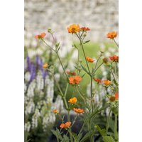Kategorie <b>Stauden </b> - Geum coccineum 'Cooky' 2 Liter Container (Wuchs jahreszeitlich)