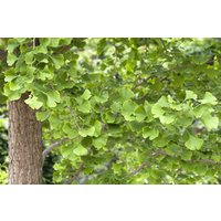 Kategorie <b>Nadelbäume u. Koniferen </b> - Ginkgo biloba 60-80 cm