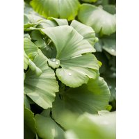Kategorie <b>Nadelbäume u. Koniferen </b> - Ginkgo biloba 'Globus' 40-60 cm