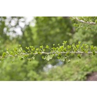 Kategorie <b>Nadelbäume u. Koniferen </b> - Ginkgo biloba 'Tubifolia' 40-60 cm