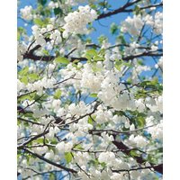 Kategorie <b>Blütensträucher und Ziergehölze </b> - Halesia carolina 40-60 cm