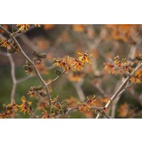 Kategorie <b>Blütensträucher und Ziergehölze </b> - Hamamelis intermedia 'Aphrodite' 50-60 cm