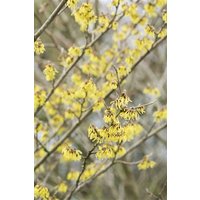 Kategorie <b>Laubbäume </b> - Hamamelis intermedia 'Arnold Promise' 40-60 cm