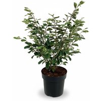 Kategorie <b>Laubbäume </b> - Hamamelis intermedia 'Arnold Promise' 60-80 cm