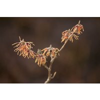 Kategorie <b>Blütensträucher und Ziergehölze </b> - Hamamelis intermedia 'Aurora' 60-80 cm
