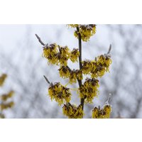 Kategorie <b>Blütensträucher und Ziergehölze </b> - Hamamelis intermedia 'Barmstedt's Gold' 60-80 cm
