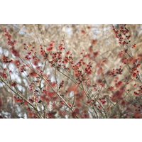 Kategorie <b>Laubbäume </b> - Hamamelis intermedia 'Diane' 40-60 cm