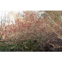 Kategorie <b>Laubbäume </b> - Hamamelis intermedia 'Feuerzauber' 60-80 cm