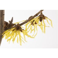 Kategorie <b>Blütensträucher und Ziergehölze </b> - Hamamelis mollis 'Pallida' 60-80 cm