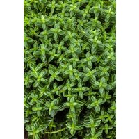 Kategorie <b>Produkt nicht gewünscht </b> - Hebe 'Cobb Valley' 10-15 cm