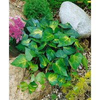 Kategorie <b>Kletterpflanzen </b> - Hedera colchica 'Sulphur Heart' 40-60 cm