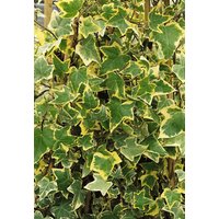 Kategorie <b>Bodendecker </b> - Hedera helix 'Goldchild' ca. 9x9 cm Topf (Wuchs jahreszeitlich)