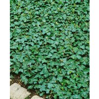 Bodendecker - Hedera helix 'Plattensee' ca. 9x9 cm Topf (Wuchs jahreszeitlich)