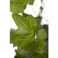 Kategorie <b>Bodendecker </b> - Hedera helix 'Wonder' ca. 9x9 cm Topf (Wuchs jahreszeitlich)