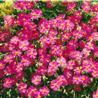 Kategorie <b>Stauden </b> - Helianthemum Ben Hope 2 Liter Container (Wuchs jahreszeitlich)