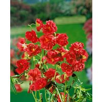 Kategorie <b>Stauden </b> - Helianthemum hybr. Amabile Plenum 2 Liter Container (Wuchs jahreszeitlich)