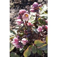 Kategorie <b>Stauden </b> - Helleborus Pink Frost 2-3 Liter Container (Wuchs jahreszeitlich)