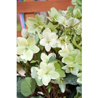 Kategorie <b>Stauden </b> - Helleborus x nigerors Ice Breaker Fancy 2-3 Liter Container (Wuchs jahreszeitlich)
